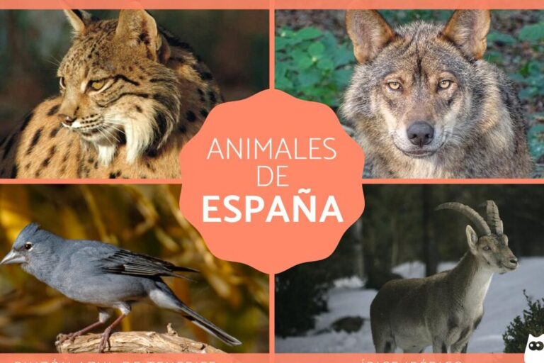 Animales españoles en América: el impactante legado de la conquista
