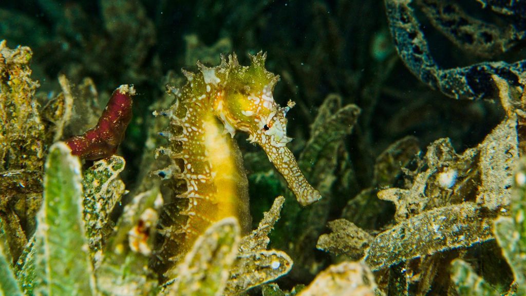 Cuántos hijos pueden tener los caballitos de mar en su reproducción 7 Cuántos hijos pueden tener los caballitos de mar en su reproducción