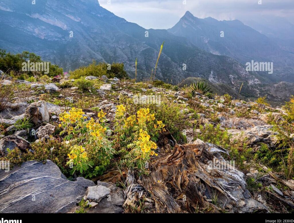 Explora la flora de la Sierra Gorda: una joya natural por descubrir 6 Explora la flora de la Sierra Gorda: una joya natural por descubrir