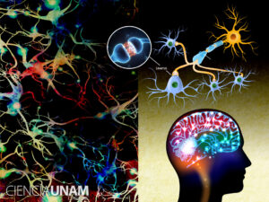 imagen de un cerebro con senales neuronales