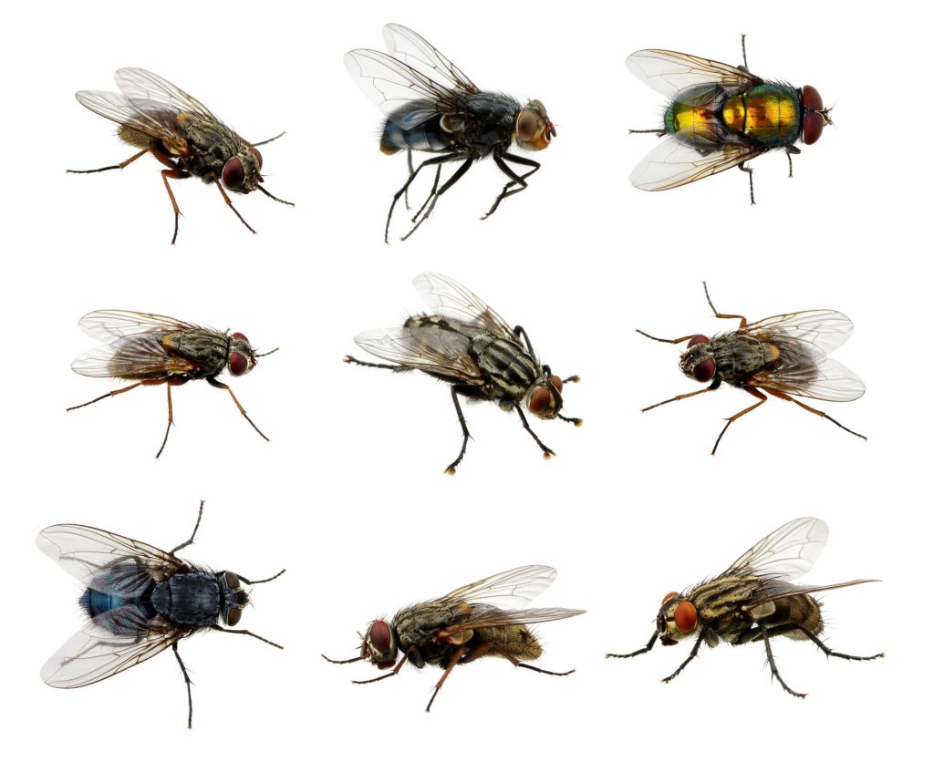 Por qué hay tantas moscas grandes en mi casa y cómo puedo deshacerme de ellas 8 moscas grandes en una cocina iluminada
