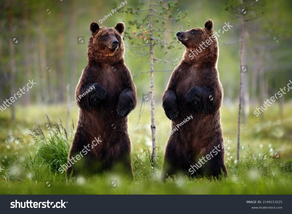 oso de pie en el bosque