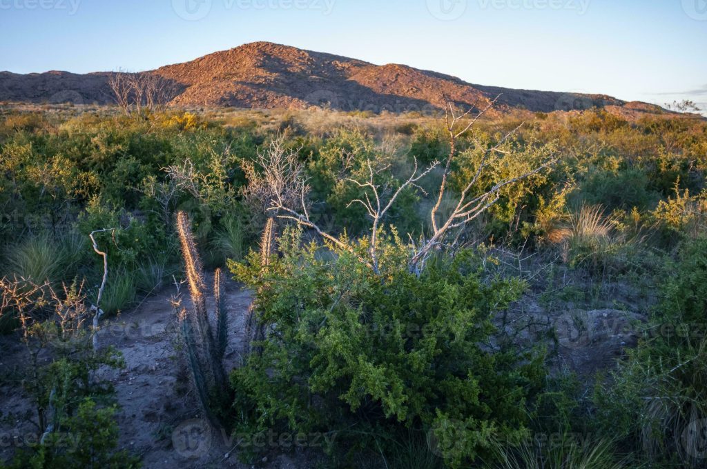 Qué lugares visitar en la ruta del desierto en La Pampa 20 paisaje desertico de la pampa con cactus