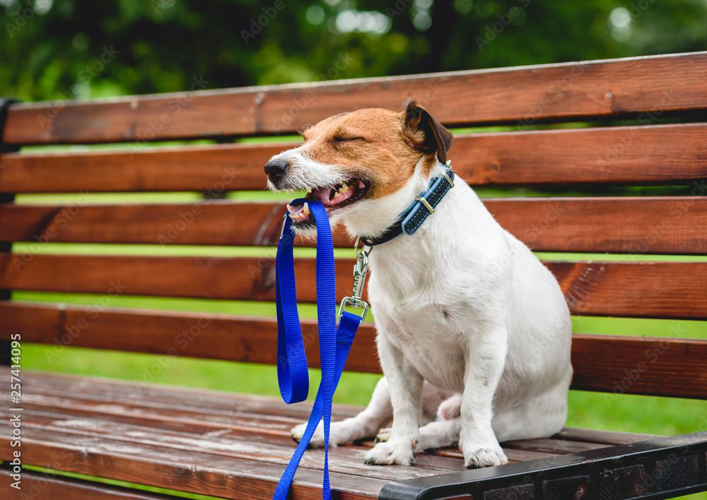 Por qué es importante atar a los perros por sus collares de forma segura 3 Por qué es importante atar a los perros por sus collares de forma segura