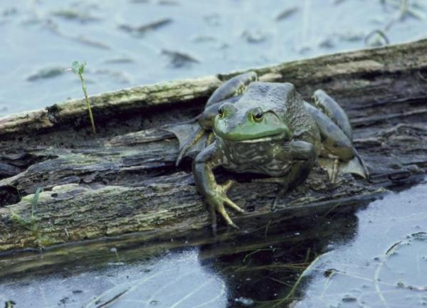 Introducción de especies exóticas en ecosistemas locales