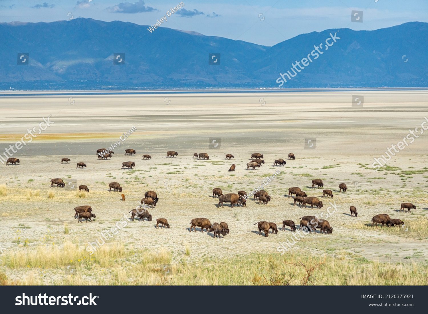 Manada de bisontes cruzando la llanura