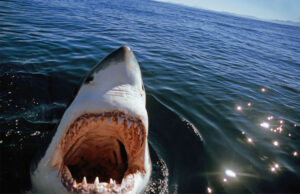tiburon blanco emergiendo del agua